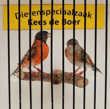 Koppel pastel kapoetsensijzen  beschikbaar voor biedingen