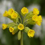 Zaden gulden sleutelbloem (Primula veris) - inheems, Ophalen of Verzenden, Voorjaar, Volle zon, Zaad