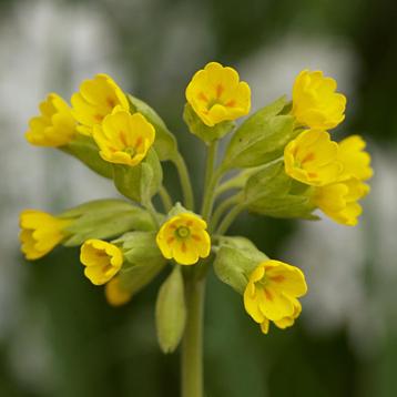 Zaden gulden sleutelbloem (Primula veris) - inheems beschikbaar voor biedingen