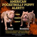 Nest Aankondiging American Pocket Bully, Dieren en Toebehoren, Parvo, 8 tot 15 weken, Bulldog, Meerdere