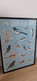 Poster van tuinvogels in zwarte lijst, Verzamelen, Posters, Ophalen, Zo goed als nieuw, A1 t/m A3, Rechthoekig Staand