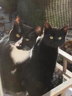 Kitten katten poes kater zwart wit, cypers, Geslacht onbekend, Kortharig, 0 tot 2 jaar