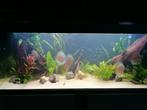 LEEG AkvaStabil Fusion 130 met Kast en toebehoren | Aquarium, Dieren en Toebehoren, Ophalen, Gebruikt, Leeg aquarium