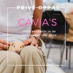 Privé oppas voor zomer of daarna beschikbaar, Januari, Meerdere dieren, Cavia