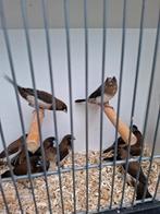 9 japanse meeuwtjes, Dieren en Toebehoren, Meerdere dieren