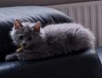 Blauwe Rus kittens met stamboom; Nebelung, Meerdere dieren, Gechipt, 0 tot 2 jaar