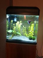 Hs aqua lago aquarium inclusief licht, Ophalen, Zo goed als nieuw, Leeg aquarium