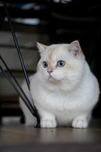 Golden point Brits Korthaar kampioen ter dekking