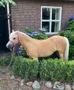 Super mooie welsh pony lease, Dieren en Toebehoren, Merrie, Gechipt, Dressuurpony, A pony (tot 1.17m)