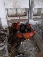 Kippen, wynandotten, goud zwartgezoomd, 5 hanen voor de fok,, Dieren en Toebehoren, Mannelijk, Kip