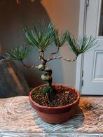 Pinus Sylvestris Bonsai, Tuin en Terras, Planten | Bomen, Ophalen of Verzenden