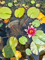 Waterplant: Waterlelie, roze., Ophalen of Verzenden, Nieuw