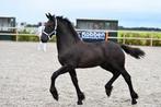 Fries hengstveulen, Dieren en Toebehoren, Paarden, Hengst, Niet van toepassing, Gechipt, 0 tot 2 jaar