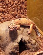 Luipaardgekko (M) met terrarium, Dieren en Toebehoren, Ophalen