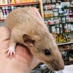 Ratten te koop, Dieren en Toebehoren, September, Meerdere dieren, Rat