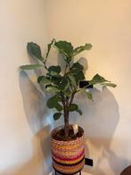 Ficus Lyrata (Vioolplant) met mand, Ophalen, Ficus, 100 tot 150 cm, Halfschaduw