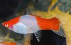 Uit eigen  Nakweek kohaku Zwaarddragers SM, Dieren en Toebehoren, Vissen | Aquariumvissen, Zoetwatervis, Schoolvis, Vis