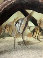 GEZOCHT! Altum Vichada’s, Dieren en Toebehoren, Vis, Zoetwatervis, Schoolvis