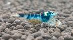 dragon blood garnalen / blauwe garnalen / zebra, Dieren en Toebehoren, Kreeft, Krab of Garnaal, Zoetwatervis, Schoolvis