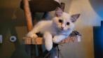 Ragdoll kitten met stamboom holistisch+natuurlijk opgegroeid, Meerdere dieren, Met stamboom, 0 tot 2 jaar