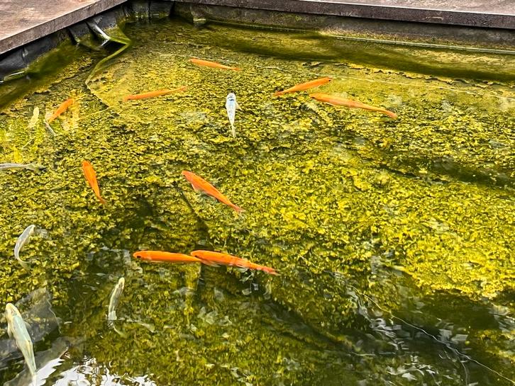 19 blauwe windes en goud windes, Dieren en Toebehoren, Vissen | Vijvervissen, Baars of Goudwinde