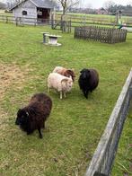 2 ouessant rammen (wit en bruin), Dieren en Toebehoren, Mannelijk, Schaap