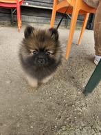 Dwergkees mag gezellig op date voor dekking, 1 tot 2 jaar, Eén hond, Nederland, Particulier