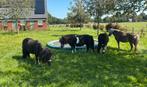 3 mooie shetlander merries te koop, Dieren en Toebehoren, Pony's, Merrie, A pony (tot 1.17m), Onbeleerd, Gechipt