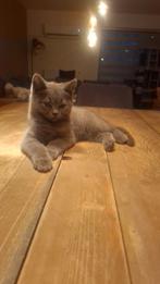 Mooie en lieve britse korthaar kittens, Dieren en Toebehoren, Poes, Kortharig, 0 tot 2 jaar