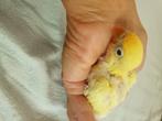 Dwergpapegaai, Dieren en Toebehoren, Vogels | Parkieten en Papegaaien, Meerdere dieren, Dwergpapegaai of Agapornis, Geringd