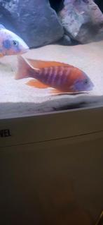 Aulonocara Rubin Red koppel, Vis