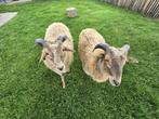 Twee lieve Drentse Heideschaap-rammetjes te koop, Dieren en Toebehoren, Mannelijk, Schaap