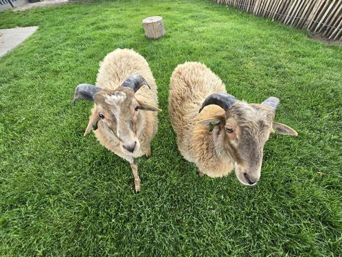 Twee lieve Drentse Heideschaap-rammetjes te koop, Dieren en Toebehoren, Schapen, Geiten en Varkens, Schaap, Mannelijk