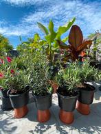 4 super mooie bonsai olijfboompjes in pot aangeboden!, Tuin en Terras, Planten | Bomen, Lente, Olijfboom, Minder dan 100 cm, Ophalen