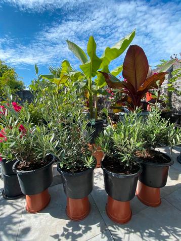 4 super mooie bonsai olijfboompjes in pot aangeboden! beschikbaar voor biedingen