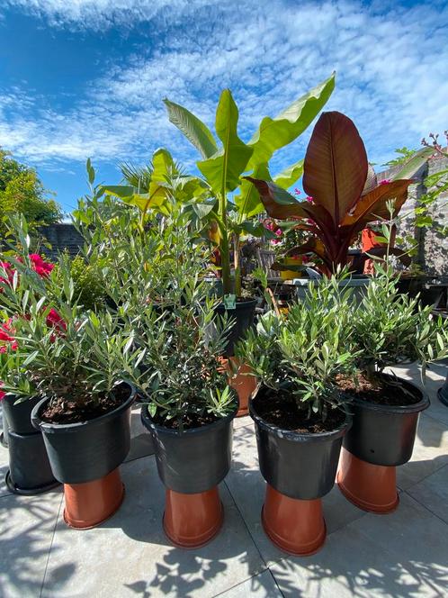 4 super mooie bonsai olijfboompjes in pot aangeboden!, Tuin en Terras, Planten | Bomen, Olijfboom, Minder dan 100 cm, Volle zon