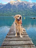 Golden retriever dekreu, Dieren en Toebehoren, Particulier, Rabiës (hondsdolheid), Reu, Buitenland