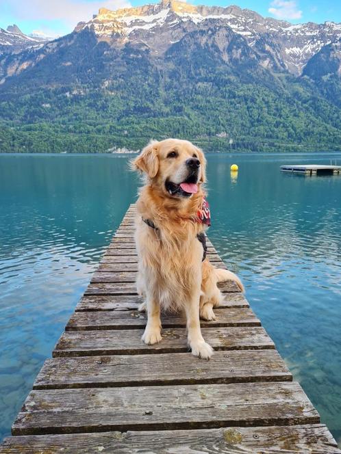 Golden retriever dekreu, Dieren en Toebehoren, Honden | Dekreuen, Reu, Particulier, Eén hond, Buitenland, 3 tot 5 jaar, CDV (hondenziekte)