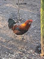 Araucana, Dieren en Toebehoren, Pluimvee, Mannelijk, Kip