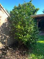 Prachtige Camelia struik te koop, Halfschaduw, Overige soorten, Lente, 100 tot 250 cm