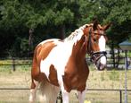 Super gave bonte E pony ruin, E pony (1.48m - 1.57m), Ruin, Dressuurpony, Zadelmak