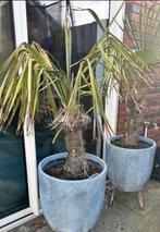 Palmbomen in pot, Tuin en Terras, Ophalen, Overige soorten, Volle zon