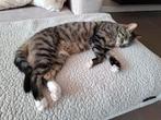 Bella en Coco. Zusjes, Dieren en Toebehoren, Katten en Kittens | Raskatten | Korthaar, Poes, Gechipt, 3 tot 5 jaar