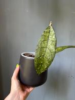 Hoya Clemensiorum, Huis en Inrichting, Ophalen of Verzenden, Overige soorten, Minder dan 100 cm