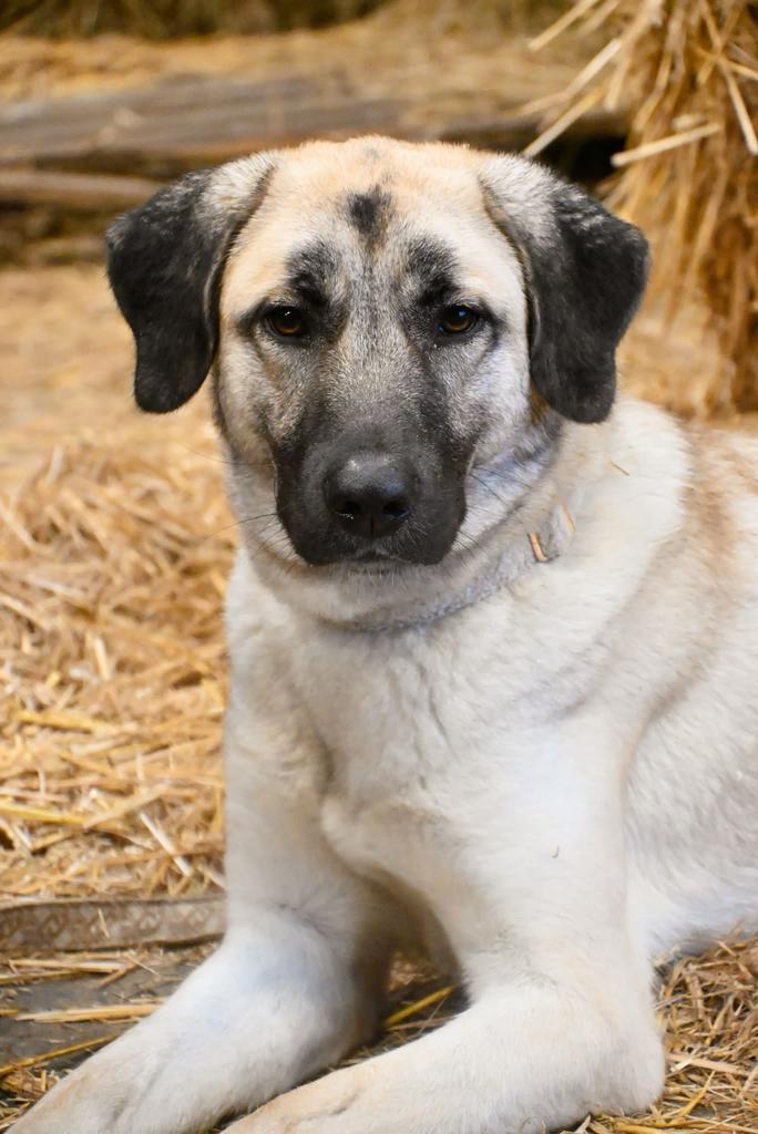 Kangal turkse heder, Dieren en Toebehoren, Honden | Niet-rashonden, Groot, Teef, Particulier, Eén hond, Nederland, 1 tot 2 jaar