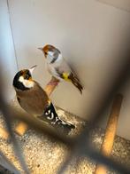 Putters koppel kleine, Meerdere dieren, Wildzangvogel