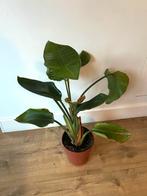 Strelitzia Nicolai - Paradijsvogelplant, Ophalen, Overige soorten, Halfschaduw, In pot