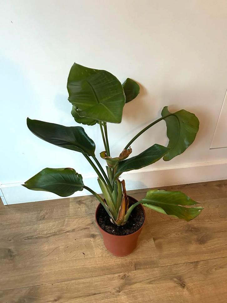 Strelitzia Nicolai - Paradijsvogelplant, Huis en Inrichting, Kamerplanten, Overige soorten, Minder dan 100 cm, Groene kamerplant