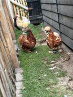 Zijdehoen hennen, Dieren en Toebehoren, Pluimvee, Vrouwelijk, Kip