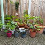 Jonge Vijgenboom - 8 stuks, Ophalen, Volle zon, Vaste plant, Bloeit niet